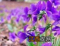 紫花地丁的功效与作用及食用方法 紫花地丁的功效与作用及食用方法禁忌