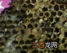 中药槐花蜂房的功效与作用 中药槐花蜂房的功效与作用禁忌