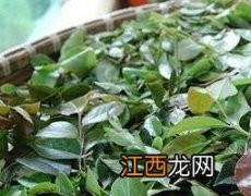 红蓝草可以吃吗 红蓝草的药用价值和使用禁忌