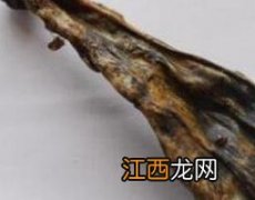 熊胆的功效与作用及药用价值 熊胆的功效与作用及药用价值及禁忌