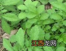 中药仙鹤草的作用与功效及药用价值 中药仙鹤草的作用与功效及药用价值是什么