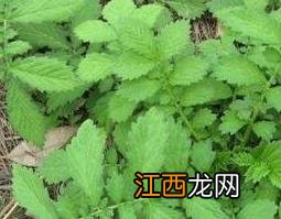 中药仙鹤草的作用与功效及药用价值 中药仙鹤草的作用与功效及药用价值是什么