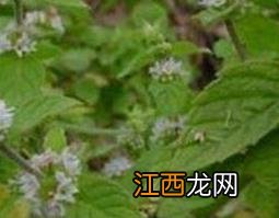 中药香茶菜的功效作用及禁忌症 中药香茶菜的功效作用及禁忌