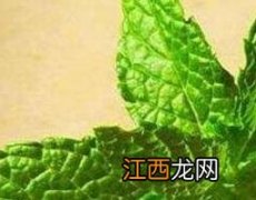 吃薄荷叶有什么好处和坏处 吃薄荷叶有什么好处和坏处来月经