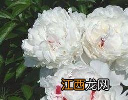 白芍怎么种植 白芍怎么种植烟雨江湖