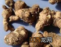 苍术的功效与作用及禁忌 黄柏和苍术的功效与作用及禁忌