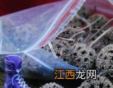 枫树果的药用价值与功效作用 枫树果的作用与功效果