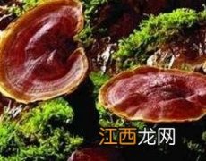 灵芝怎么吃效果最好 灵芝怎么样吃才对身体有效