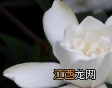 栀子花精油的功效与作用是什么 栀子花精油的功效与作用