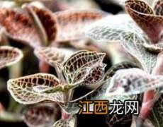 金线莲的功效和用法 金线莲的功效与作用及常见用法