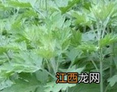 新鲜艾草的功效与作用禁忌 新鲜艾草的功效与作用