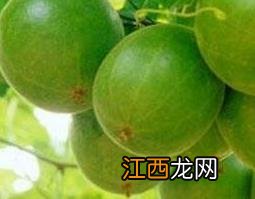 罗汉果的功效与作用 罗汉果的功效与作用及禁忌