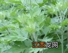 艾草驱蚊吗 孕妇可以熏艾草驱蚊吗