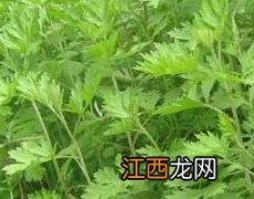 艾叶红糖水的作用与功效图片 艾叶红糖水的作用与功效