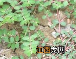 千根草怎么吃 千根草怎么吃效果最好