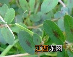 地锦草是什么草 千根草与地锦草的区别