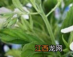 化石草的功效与作用治结石吗 化石草的功效与作用