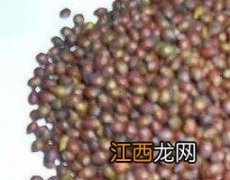 马棘种子的功效与作用 马棘种子的功效与作用图片