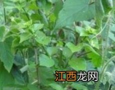 野黄瓜草的功效与药用价值 野黄瓜草的功效与药用价值是什么