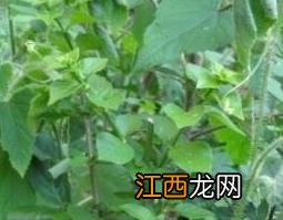 野黄瓜草的功效与药用价值 野黄瓜草的功效与药用价值是什么