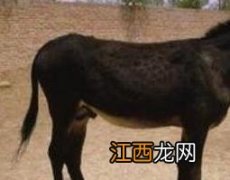 驴蹄子的营养价值和功效作用 驴蹄子的营养价值和功效作用图片