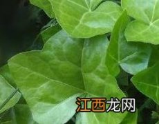 枫荷梨的功效与作用图片 枫荷梨的功效与作用