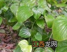 芦子叶的功效和作用禁忌 芦子叶的功效和作用