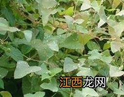 扛板归有什么药用价值 扛板归的营养价值与药用功效