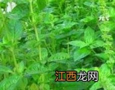 丁香罗勒的副作用和使用禁忌 丁香罗勒油乳膏有副作用吗