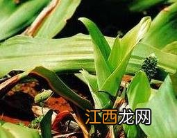 开口箭的功效与作用 开口箭的功效是什么