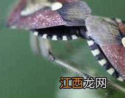 打屁虫泡酒有什么好处和功效视频 打屁虫泡酒有什么好处和功效