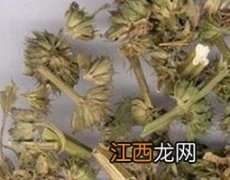 益母草的功效与作用 益母草的功效与作用什么时候喝