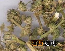 益母草的功效与作用 益母草的功效与作用什么时候喝