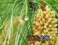 松花粉的功效与作用 松花粉的功效与作用及副作用