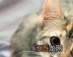 猫头骨的作用和功效 猫骨的功效与作用功效与作用