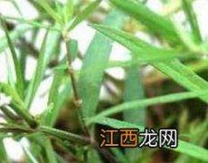 白花蛇舌草的功效与作用及禁忌 白花蛇舌草的功效与作用及禁忌、副作用