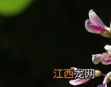 马棘花的药用价值与功效 马棘根的药用价质