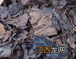 鹿含草的功效与作用及用法图片 鹿含草的功效与作用及用法