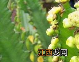 中草药火殃勒功效图片 火殃簕的作用与功效