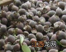 金桃娘的营养价值和功效作用 金桃娘的作用及功效