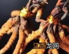 虫草的功效与作用怎么吃好 虫草的功效与作用