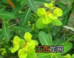 中药猫耳眼的疗效与作用 猫耳眼的药用价值与功效作用