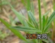 金石榴草的功效与作用及禁忌 金石榴草的功效与作用