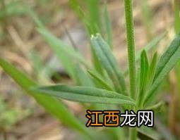 金石榴草的功效与作用及禁忌 金石榴草的功效与作用