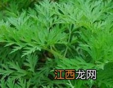 川芎的功效与作用 川芎的功效与作用及禁忌、副作用