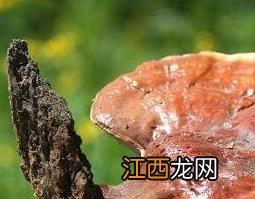 孢子灵芝的功效与作用及食用方法 灵芝的功效与作用及食用方法