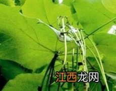 梓树种子有什么药用 梓树能治什么病