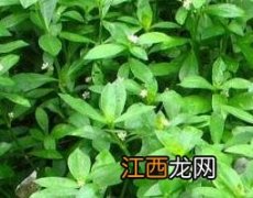 莲子草的功效与作用 空心莲子草的功效与作用