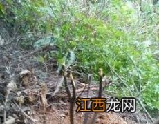 苦梅根的功效与作用及药用价值 苦梅根的功效与作用及药用价值及禁忌