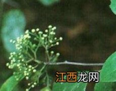 美登木片的功效与作用 美登木的功效与禁忌